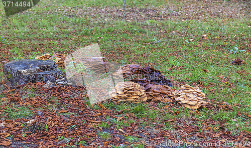 Image of Parasitic Mushrooms 