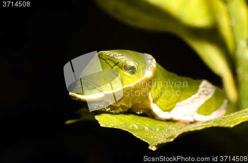 Image of Mimicry, shown by a caterpillar that looks like a snake. Swallowtail larva. Papilio helenus.