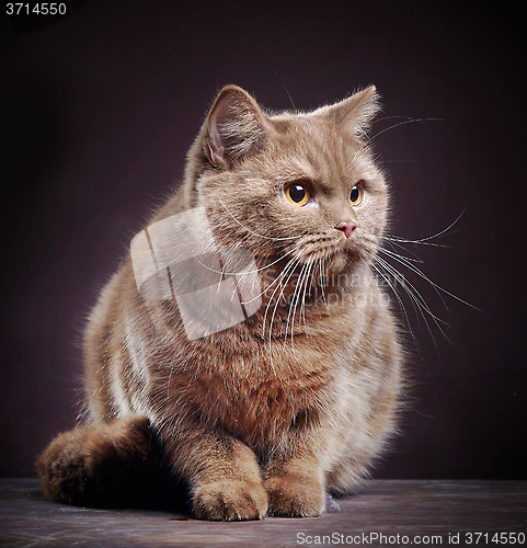 Image of Portrait of british short hair cat