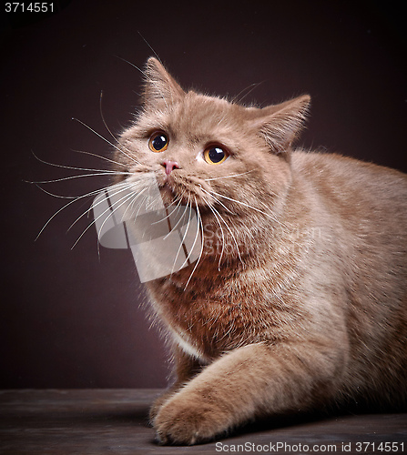 Image of Portrait of british short hair cat