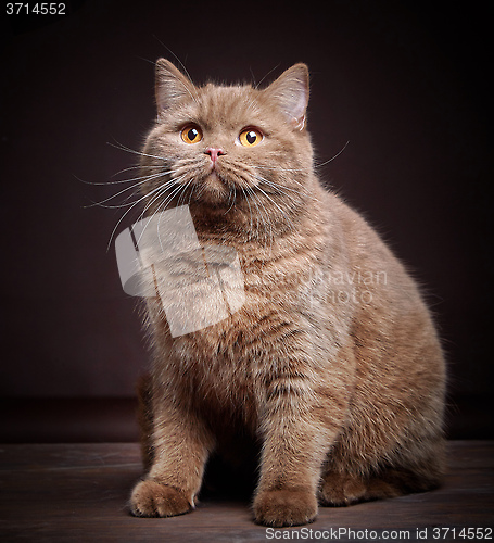 Image of Portrait of british short hair cat