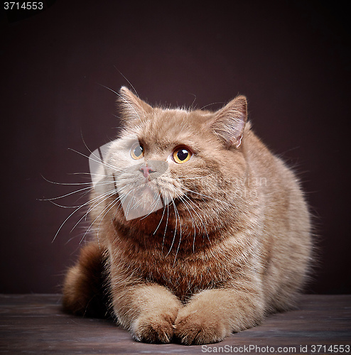 Image of Portrait of british short hair cat