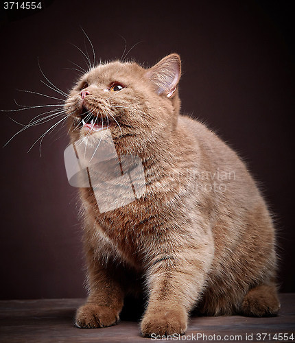 Image of Portrait of british short hair cat