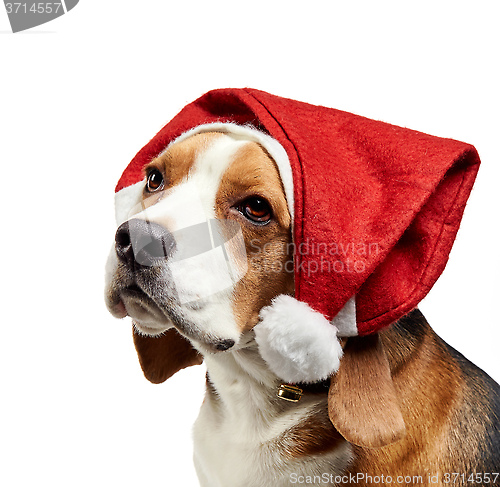 Image of portrait of young beagle dog