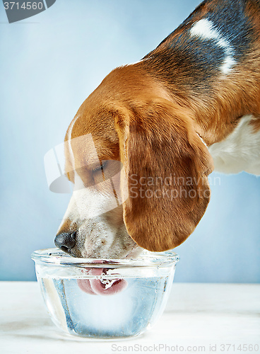 Image of Beagle dog drinks water