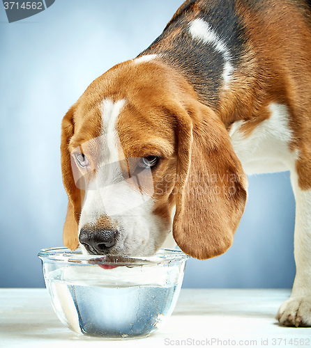 Image of Beagle dog drinks water