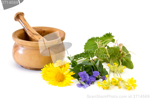 Image of Medicinal plants with mortar and pestle