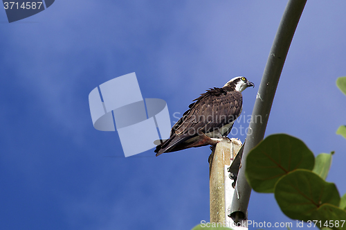 Image of alert osprey against sky with fish