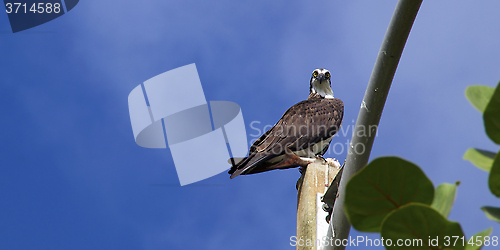 Image of osprey looking down at viewer