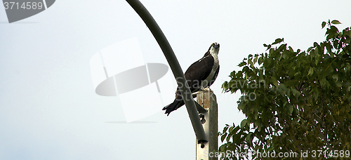 Image of perched osprey in naples florida