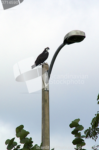 Image of profile of osprey on lamp pole with fish