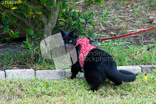 Image of black cat walking on leash