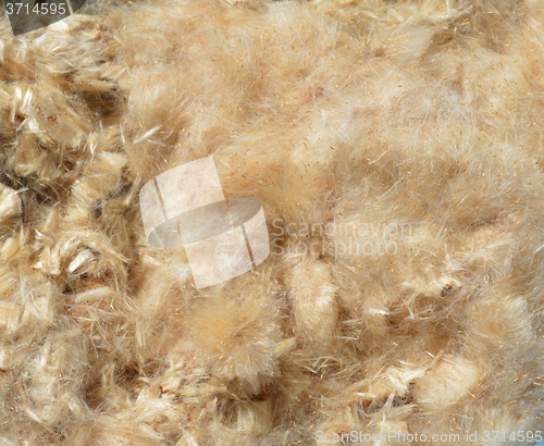 Image of Bulrush Down Stuffing