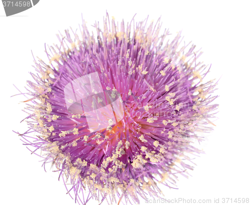 Image of Thistle