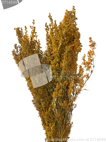 Image of Lady\'s bedstraw