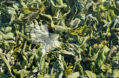 Image of Leaves of dried wild mint
