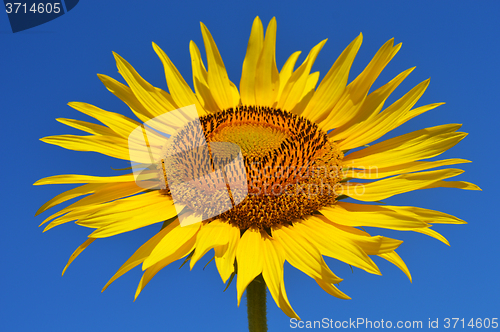 Image of Sunflower