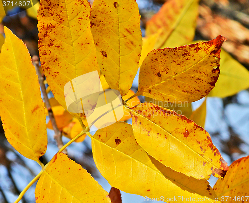 Image of Autumn leaves
