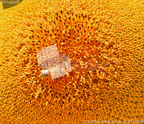 Image of Sunflower and bee