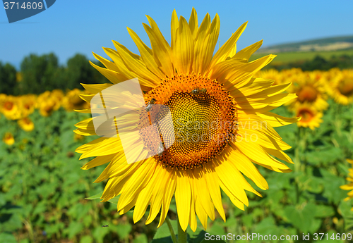 Image of Sunflower and bees