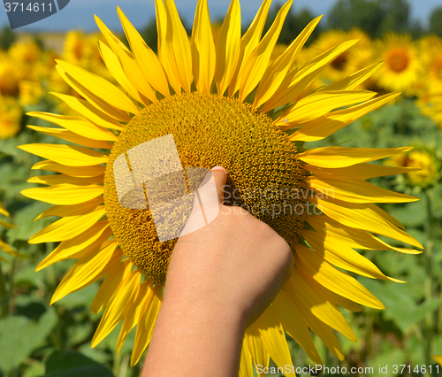 Image of Sunflower
