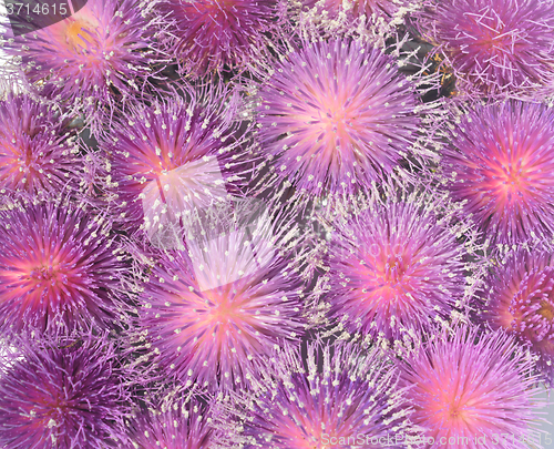 Image of Thistles