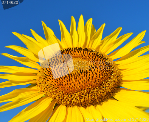 Image of Sunflower