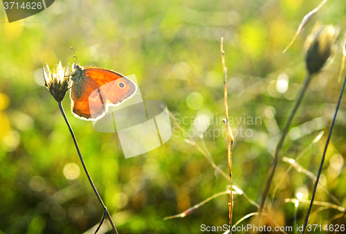 Image of Butterfly