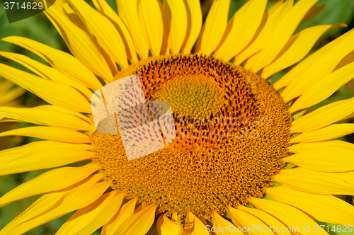 Image of Sunflower