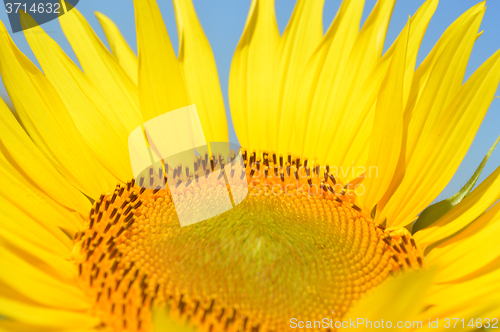 Image of Sunflower