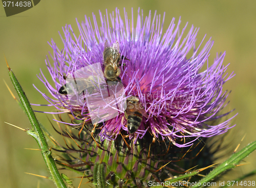 Image of Thistle and bees