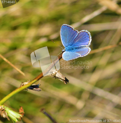 Image of Butterfly