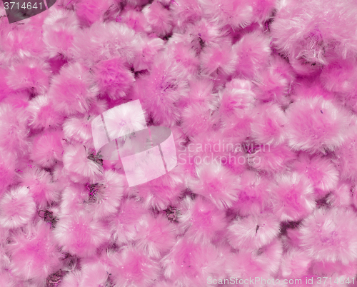 Image of Dried Flowers Dandelion