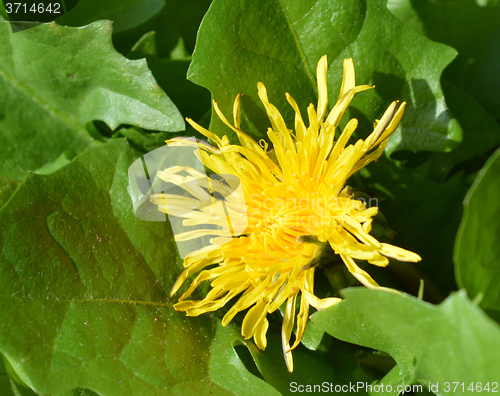 Image of Dandelion