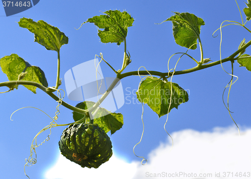Image of Small green pumpkin