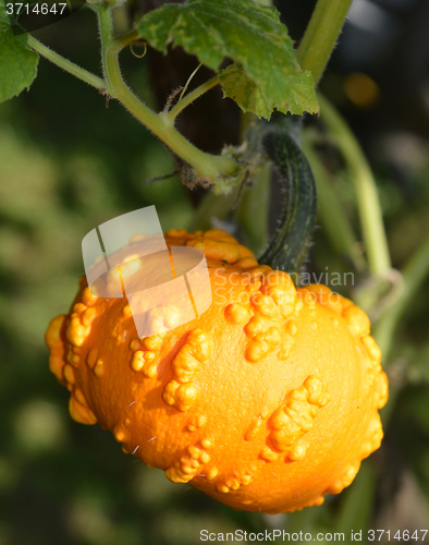 Image of Small yellow pumpkin