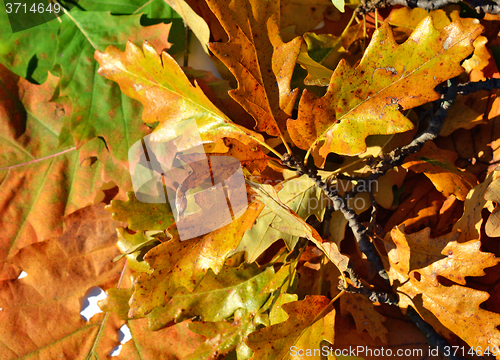 Image of Autumn leaves