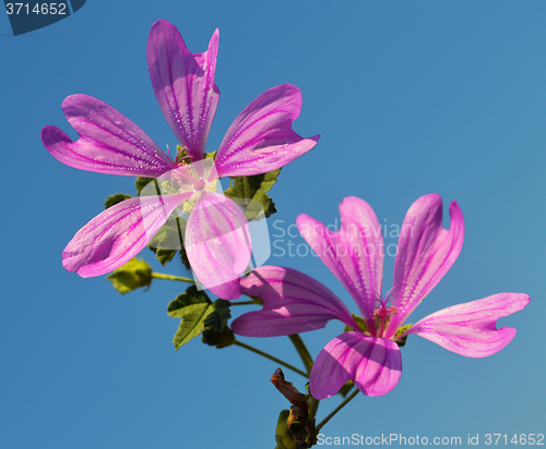 Image of Mallow