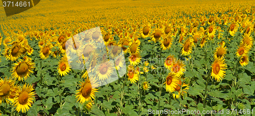 Image of Sunflowers