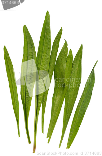 Image of Ribwort Plantain