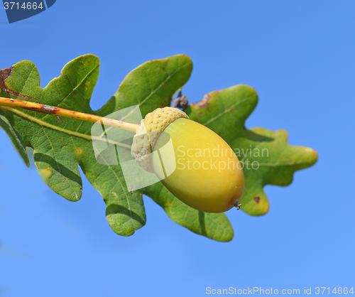 Image of Green acorn