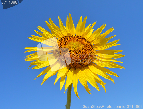 Image of Sunflower