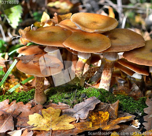 Image of Mushrooms in the forest