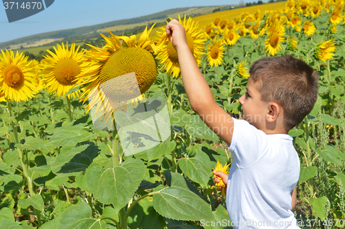 Image of Kid and sunflowers