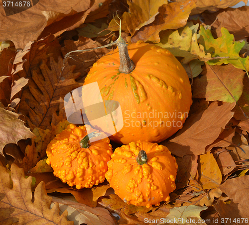 Image of Small pumpkins