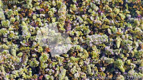 Image of Flowers of wild mint