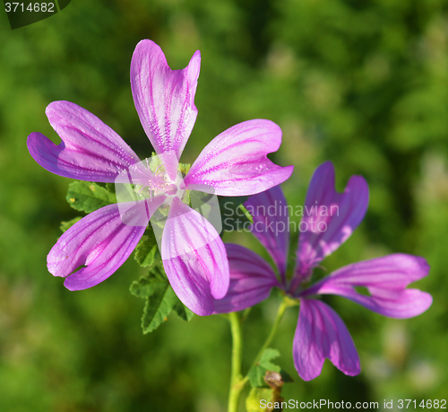 Image of Mallow