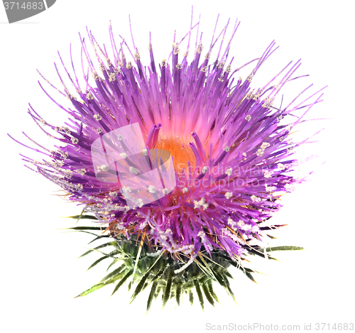 Image of Thistle