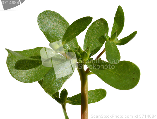 Image of Purslane