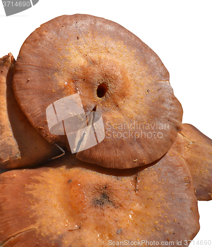 Image of Mushrooms